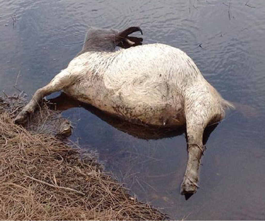 One of the dead nanny goats found floating in the dam at the Island View Dr property in Urangan. One of the dead nanny goats found floating in the dam at the Island View Dr property in Urangan.